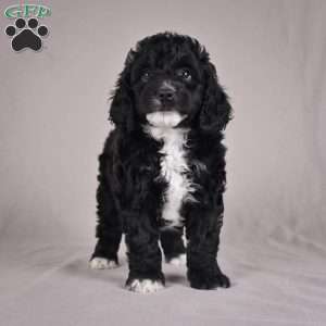cooper, Cockapoo Puppy